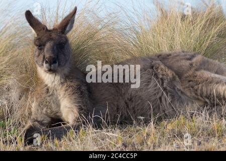 Östliches graues Känguru (Macropus giganteus), das zwischen einheimischem Gras liegt. Maria Island, Tasmanien, Australien. Stockfoto