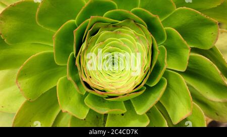 Aeonium canariense Sukkulente Nahaufnahme; sempervivum canariense; sempervivum latifolium; aeonium giganteum; riesige Samtrose; Baum aeonium. Stockfoto