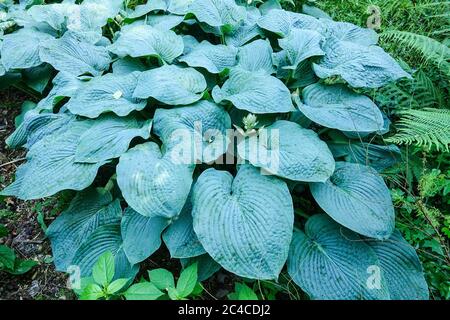 Hosta sieboldiana präsentiert neue frische Blätter in June Plantain Lily Stockfoto