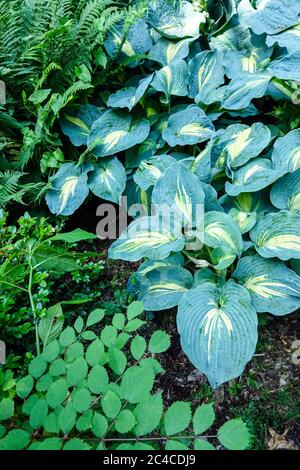 Hosta große Erwartungen im Juni Stockfoto