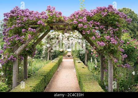 Avenue der Rosenbögen blüht in der Sommersonne in Mottisfont Abbey in der Nähe von Romsey Hampshire Stockfoto