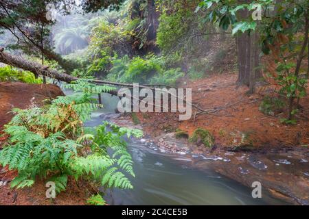 Thermalwasserfall auf Kerosin Creek, Rotorua, Neuseeland. Ungewöhnliche Naturlandschaften Stockfoto