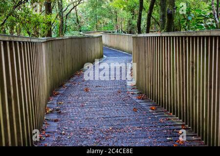 Tropischer Dschungel-Wald in Neuseeland. Grüner natürlicher Hintergrund Stockfoto