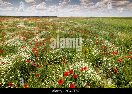 Rote Mohnblumen in einem grünen Feld mit wilden Blumen an einem sonnigen Sommertag. Stockfoto