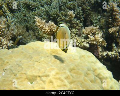 Kleine gelbe und schwarze Fische schwimmen über Korallen am Great Barrier Reef, Queensland, Australien. Stockfoto