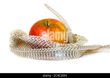 Schlangenhaut um Apfel gewickelt, die Erbsünde von Adam und Eva im Garten Eden darstellt Stockfoto