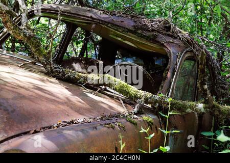 Alte und rostige Autos wurden von der Natur reklamiert. Stockfoto