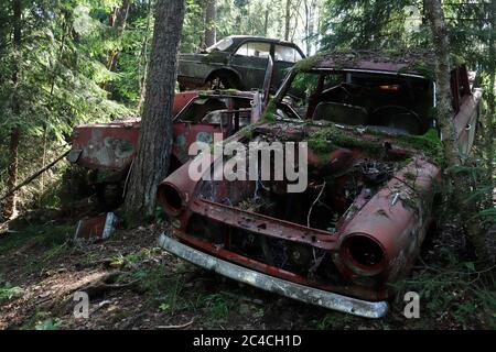 Alte und rostige Autos wurden von der Natur reklamiert. Stockfoto