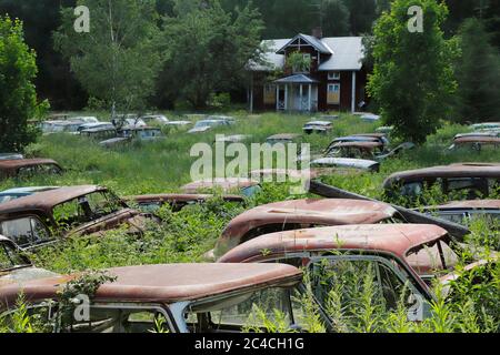 Alte und rostige Autos wurden von der Natur reklamiert. Stockfoto