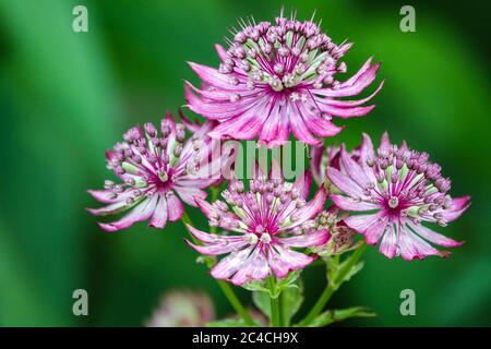 Astrantia Major 'Rubra' große Sternblume Astrantia Rubra Stockfoto