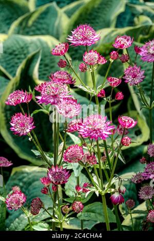 Große Sternblume Astratia Major 'Rubra', Hosta, Astratia Rubra Stockfoto