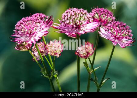 Große Sternblume Astratia Major 'Rubra' blüht, Astratia Rubra Stockfoto