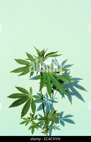 Schöne grüne Marihuana-Pflanze, Hanfblätter auf blauem Hintergrund. Cannabis Stockfoto