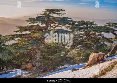 Cedrus libani, Libanon Zeder, Al Shouf Cedar Nature Reserve, in der Nähe von Maaser esh-Shouf, Libanon Berge, Chouf Bezirk, Libanon Stockfoto