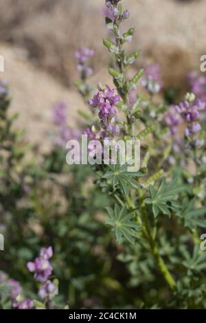 Lila Blüten von Arizona Lupin, Lupinus Arizonicus, Fabaceae, native Annual am Rande der Twentynine Palms, Mojave Wüste, Frühling. Stockfoto