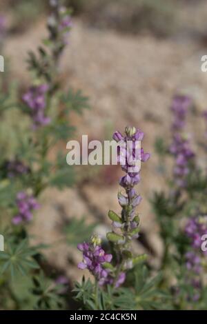 Lila Blüten von Arizona Lupin, Lupinus Arizonicus, Fabaceae, native Annual am Rande der Twentynine Palms, Mojave Wüste, Frühling. Stockfoto