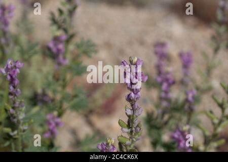 Lila Blüten von Arizona Lupin, Lupinus Arizonicus, Fabaceae, native Annual am Rande der Twentynine Palms, Mojave Wüste, Frühling. Stockfoto