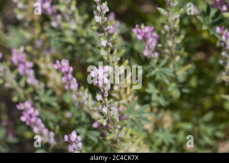 Lila Blüten von Arizona Lupin, Lupinus Arizonicus, Fabaceae, native Annual am Rande der Twentynine Palms, Mojave Wüste, Frühling. Stockfoto