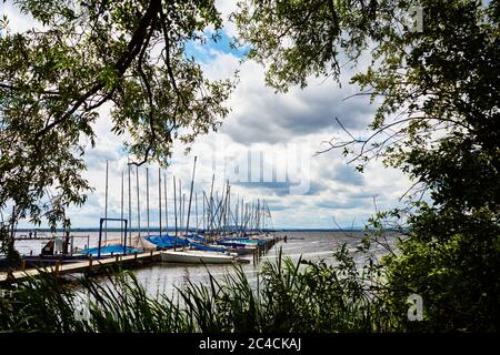 Blick auf Segelboote umrahmt von dunklen Büschen und Bäumen an einem Steg im Steinhuder Meer Stockfoto