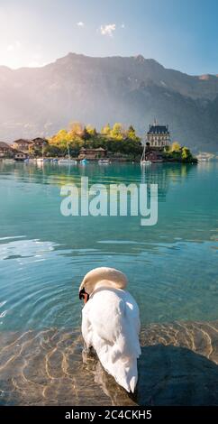 Schwan putzt seine Federn im Brienzersee vor Schloss Seeburg, Iseltwald Stockfoto