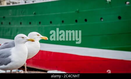 Ein paar zwei wachsame Möwen stehen auf einem Pol vor einem verschwommenen Schiff im Hamburger Hafen, das wie eine Flagge von Nordrhein-westfalen gefärbt ist Stockfoto