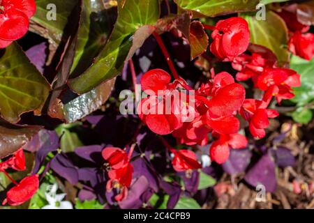 Nahaufnahme von leuchtend roten Begonien, die an einem sonnigen Tag in einem Ziergarten im Freien blühen Stockfoto