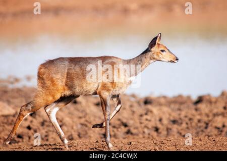 Harnessed Buschbock, Tragelaphus scriptus, läuft im Aberdare National Park. Kenia. Afrika. Stockfoto