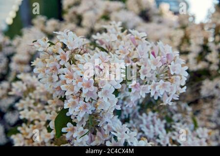 Blühende Kolkwitzia amabilis im schwedischen Garten. malmköping schweden. Stockfoto