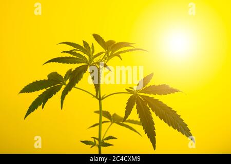 Schöner Cannabis oder Hanfbusch auf einem Hintergrund von gelben Sonnenuntergang Himmel. Alternative Medizin und Legalisierung von Hanf Konzept. Stockfoto