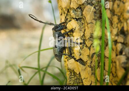 Nahaufnahme eines schwarz gefleckten Kiefernkäfer (Monochamus galloprovincialis). Sile - Istanbul, Türkei Stockfoto
