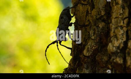 Nahaufnahme eines schwarz gefleckten Kiefernkäfer (Monochamus galloprovincialis). Sile - Istanbul, Türkei Stockfoto