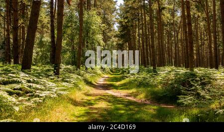 Panoramablick durch einen Wald mit aufgeflageltem Sonnenlicht, das auf ein Baldachin aus Bracken Farn einbricht. Stockfoto