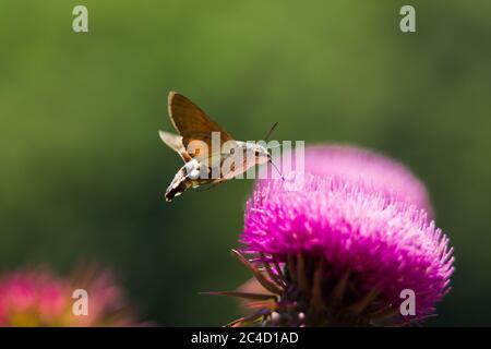 Nahaufnahme eines Falkenmotten - Macroglossum Stellatarum - saugende lila Milch Distelblume. Sile - Istanbul, Türkei Stockfoto