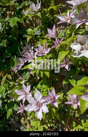 Nahaufnahme des Kletterers clematis 'Samaritan Jo' Pflanze Blumen blühen auf einem Spalierzaun an einer Wand im Garten England Großbritannien GB Stockfoto