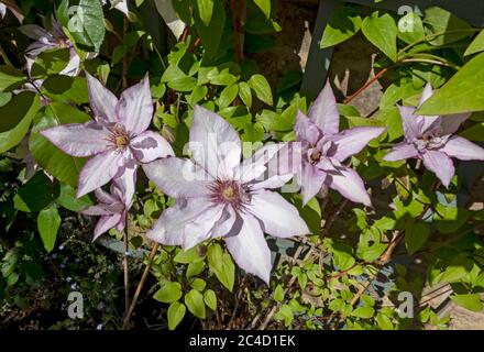 Nahaufnahme des Kletterers clematis 'Samaritan Jo' Pflanze Blumen blühen auf einem Spalierzaun an einer Wand im Garten England Großbritannien GB Stockfoto