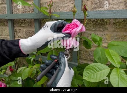 Nahaufnahme von Person Gärtner schneiden Totheading rosa Rose ‘Gertrude Jekyll’ Blumen Blume mit Verwendung von Gartenscheren im Sommer England UK Vereinigtes Königreich GB Stockfoto