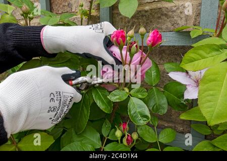 Nahaufnahme von Person Gärtner schneiden tot Überschrift rosa Rose ‘Gertrude Jekyll’ Blumen Blume mit Verwendung von Gartenscheren im Sommer England UK Vereinigtes Königreich Stockfoto