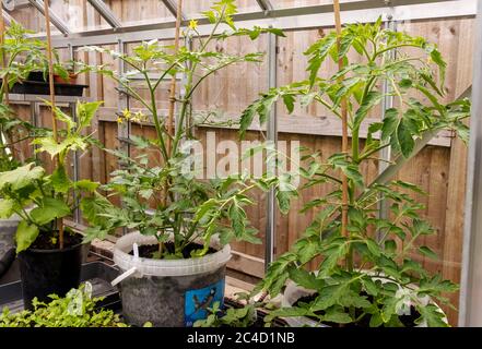 Tomaten- und Gurkenpflanzen Pflanzen wachsen in einem Gewächshaus im Sommer England Vereinigtes Königreich GB Großbritannien Stockfoto