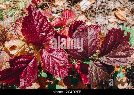 Helle, bunte Blätter und Kräuter im Herbstwald. Sonniger Herbsttag. Herbsthintergrund. Nahaufnahme. Selektiver Fokus. Stockfoto