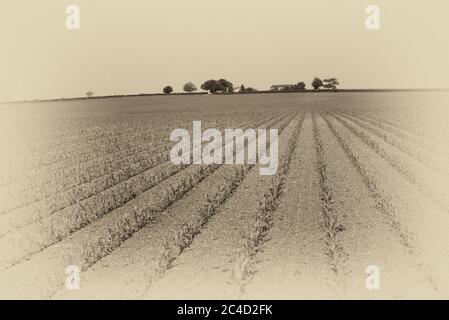 Linien in der Landschaft, Yorkshire Wolds, GB Stockfoto