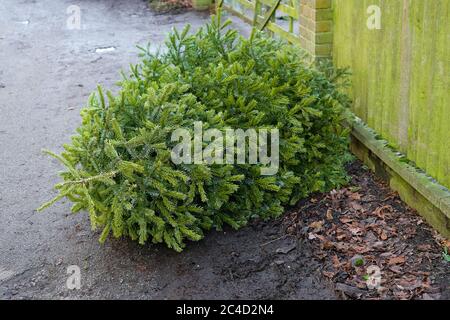 Illegal gedumpten echten Weihnachtsbaum gesehen Fliege kippte vor einem privaten Haus in der Nähe einer Straße kurz vor Neujahr. Stockfoto