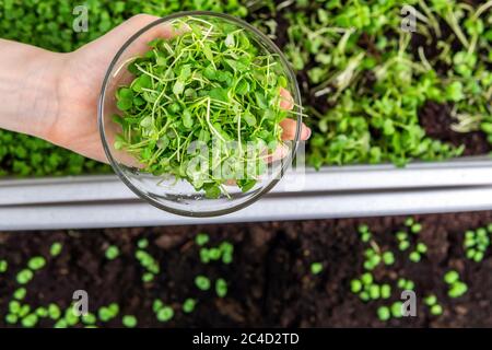 Microgreen oder Sprossen sind rohes lebendes Sprossen Gemüse, das aus hochwertigen Bio-Pflanzensamen gekeimt ist. Gesunde Ernährung Lebensmittel Stockfoto