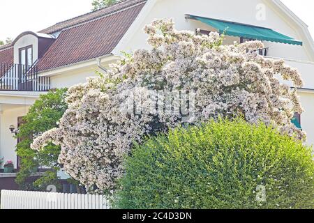 Blühende Kolkwitzia amabilis im schwedischen Garten. malmköping schweden. Stockfoto