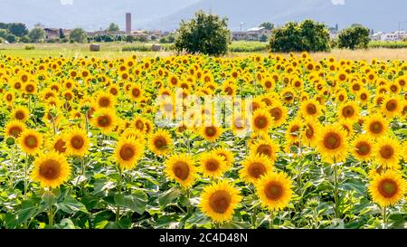 Schönes Feld von Sonnenblumen mit dem toskanischen Dorf Bientina im Hintergrund, Pisa, Italien Stockfoto