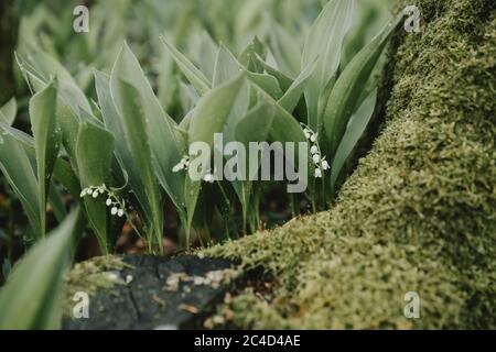 Die frischen grünen Pflanzen mit weißen Blüten der Maiglöckchen mit dem Morgentau hinter der Wurzel des mit Moos bedeckten Waldbaumes Stockfoto