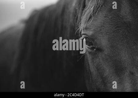 Detail des Pferdehauges mit Wimpern, die direkt zur Kamera in Schwarz und Weiß schauen Stockfoto