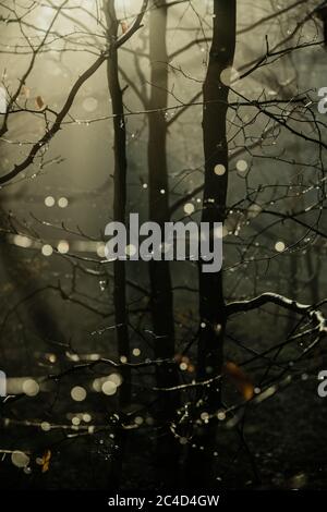 Wasser tropft auf den Ästen kleiner Bäume gegen das Licht der aufgehenden Sonne mit dem Nebel im Hintergrund und schönem Bokeh im Vordergrund Stockfoto