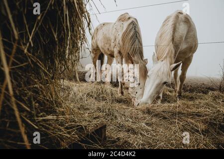 Zwei Pferde füttern Stroh aus dem Boden mit dem Heuhaufen im Vordergrund während des nebligen Morgens aus dem niedrigen Winkel genommen Stockfoto