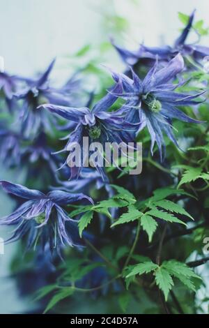 Vertikale Nahaufnahme der violetten Blüten des Klettersports Pflanze namens Downy Clematis in einem Garten Stockfoto