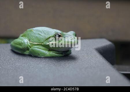 Nahaufnahme konzentriert auf den Kopf eines amerikanischen Grünen Baumfrosch (Dryophytes cinereus) Stockfoto